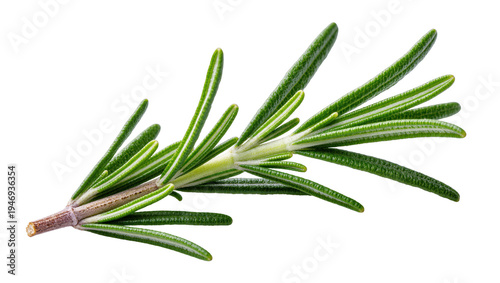 Isolated fresh rosemary sprig, aromatic green culinary herb for cooking and garnish