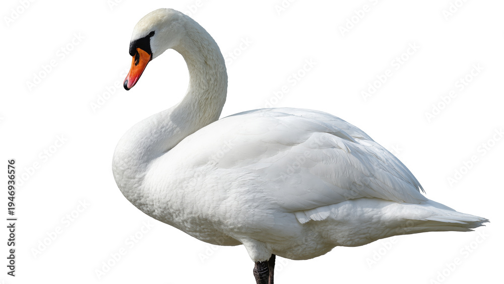 Obraz premium Isolated elegant white mute swan standing gracefully, showcasing its beautiful plumage and form