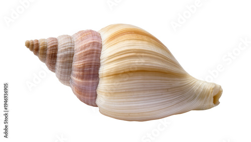 Isolated beautiful spiral seashell with textured ridges, elegant ocean conch shell macro