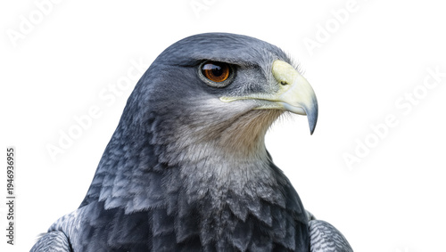 Fotografie Isolated majestic portrait of a powerful grey bird of prey with keen amber eyes