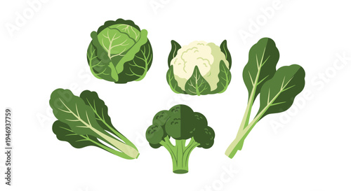 Broccoli Cauliflower Cabbage and Spinach Vector Illustration
