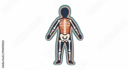 Human Skeleton Body Anatomy Figure.