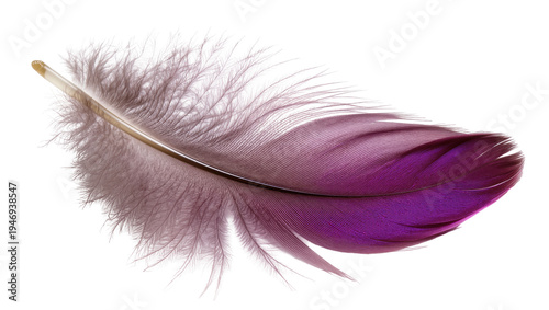Isolated fluffy delicate feather showing vibrant purple and muted greyish brown colors