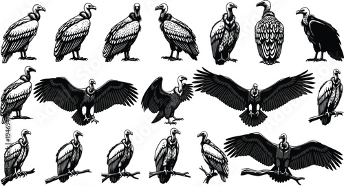 Black and White Vector Illustration Set of Vultures in Various Poses Including Standing on Branches and Flying with Spread Wings Isolated on White Background