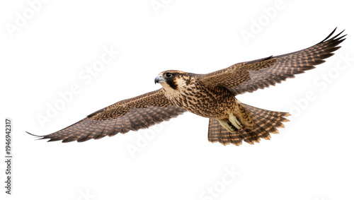 Isolated powerful peregrine falcon soaring majestically in mid-flight with wings spread