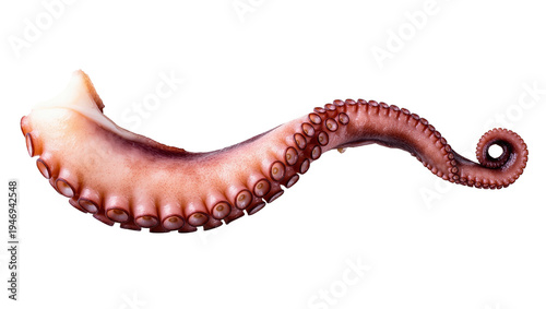 Isolated cooked octopus tentacle a delicious seafood ingredient ready for culinary preparation