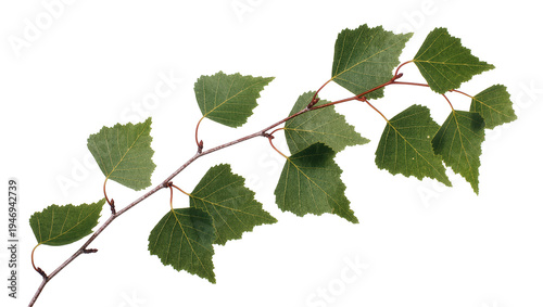 Isolated birch branch with fresh green leaves on a thin twig, perfect for spring and summer concepts