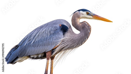 Isolated elegant Great Blue Heron standing with long beak and graceful gray-blue plumage