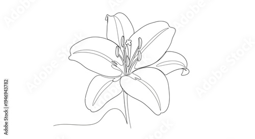Lily flower line drawing, sketch, botanical illustration, elegant floral art