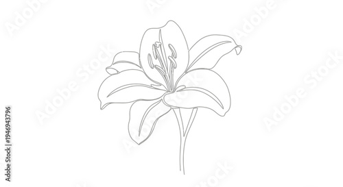 Elegant Lily Flower Outline Drawing, Minimalist Botanical Illustration