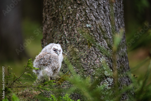 Bild auf Leinwand Cute juvenile tawny owl (Strix aluco) sitting on moss at the base of a tree in a