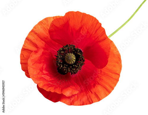 Untitled design - Firefly_a high quality stock photograph of a single red poppy flower full body isolated on a  