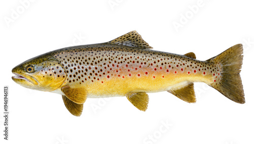 Isolated brown trout showing colorful spotted pattern, popular freshwater game fish species