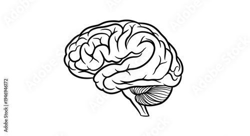 Detailed black and white line drawing of a human brain, showing the cerebrum and cerebellum, depicted in a side profile view, isolated on a white background.