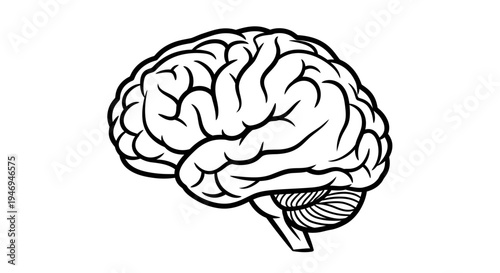 Detailed black and white outline illustration of a human brain, showing the cerebrum, cerebellum, and brainstem in a side profile view.