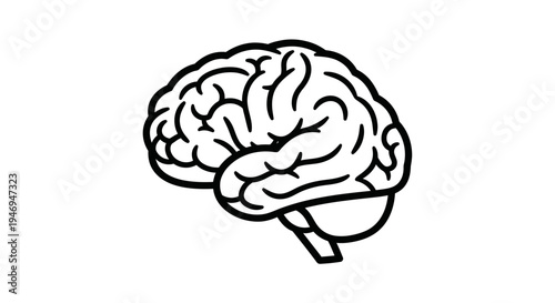 Human Brain Outline Illustration Side View on Isolated White Background