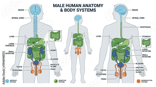 Infographic of human anatomy showing internal organs, featuring a male anatomical layout with brain, intestine, digestive, urinary, and reproductive systems, presented as a flat vector illustration