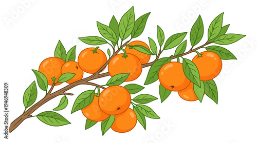 A branch of tangerines sprouting leaves, showcasing ripe orange mandarins and freshly ripened clementines, depicted in a realistic hand‑drawn vector illustration set against a white background