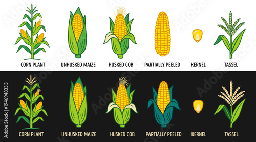 A collection of corn plants, illustrated in colorful hand‑drawn style, rendered as a vector on a black background