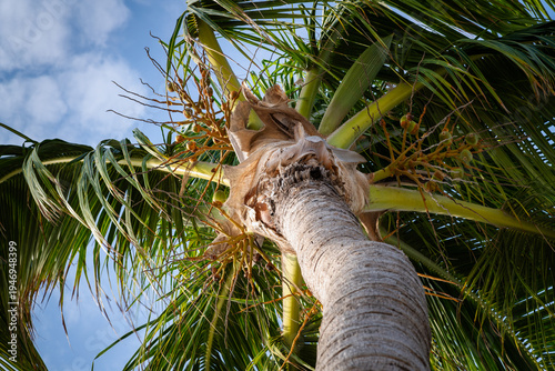 Palm Tree at the Beach