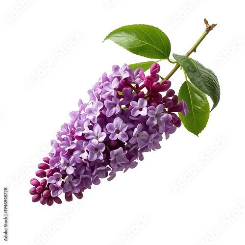A beautiful lilac flower branch with purple blooms and green leaves on a white background