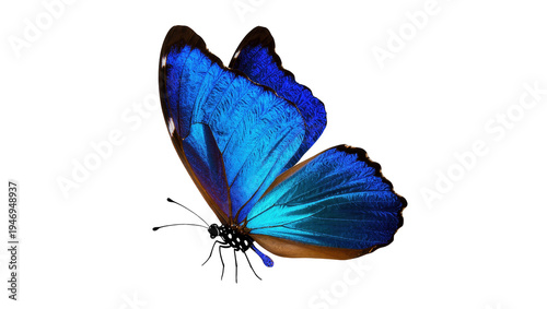 Fotografía Isolated exotic iridescent blue Morpho butterfly with open wings showcasing its