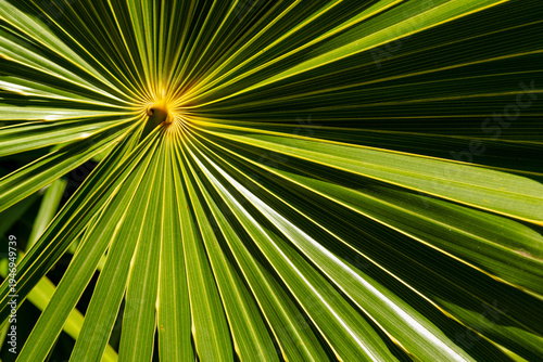 Tropical Palm Frond