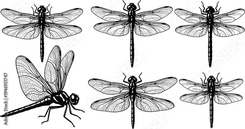 Dragonfly vector illustration collection with detailed wings, vintage engraved insect line art isolated on white background