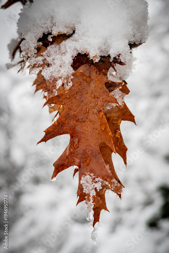 Leaves After The Snow