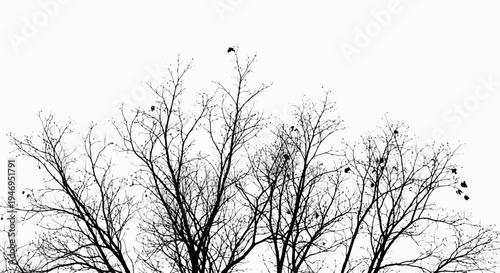 A bare tree branch cluster in a stark winter landscape