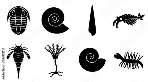 Collection of Fossil Silhouettes Ancient Marine Life and Shell Specimens