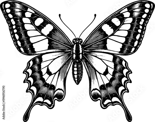 Victorian Engraved Swallowtail Butterfly Scientific Illustration