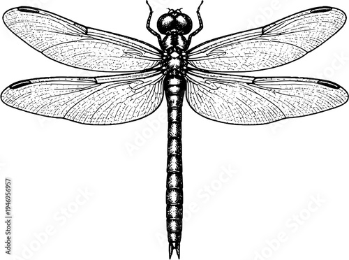 Victorian Engraved Dragonfly Scientific IllustrationVictorian Engraved Dragonfly Scientific Illustration