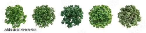 PNG Five lush green tree tops on transparent background