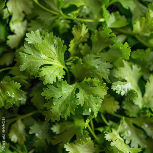 close up of bunch of green fresh coriander