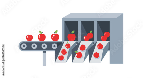 Apples on a production line conveyor.