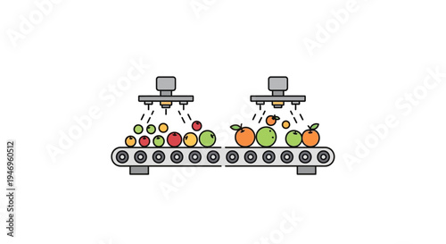 Automated fruit sorting machine conveyor.