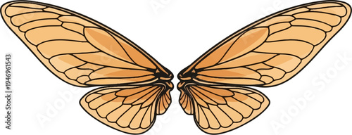 A detailed illustration of symmetrical orange insect wings with distinct black vein patterns on a white background