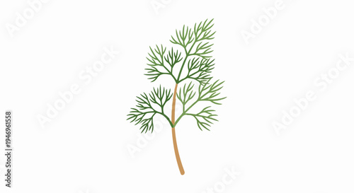 Vibrant green delicate herb illustration with a brown stem, featuring feathery leaves on a white background