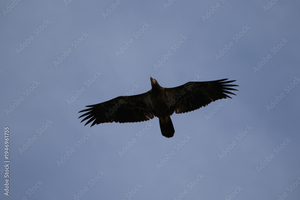 Fototapeta premium Juvenile Bald Eagle in flight with blue sky