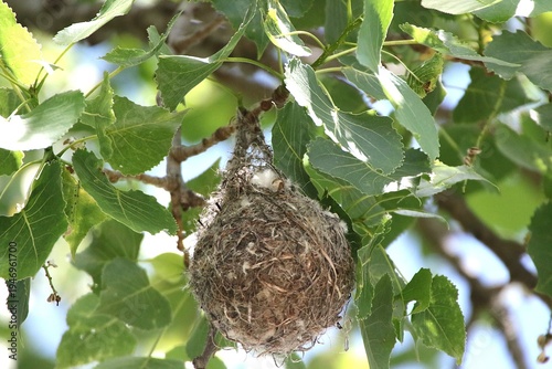 baltimore oriole bird nest in a tree