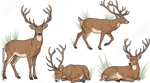 Illustrations of several brown male deer with antlers in various poses, some standing, some resting, with grass