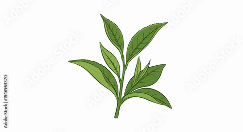 Vibrant illustration of a green tea plant shoot with fresh leaves and young buds, on a white background