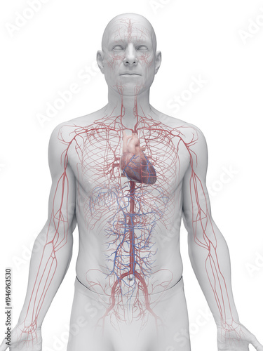 Detailed Anatomical View Showing The Arteries Of A Male Body