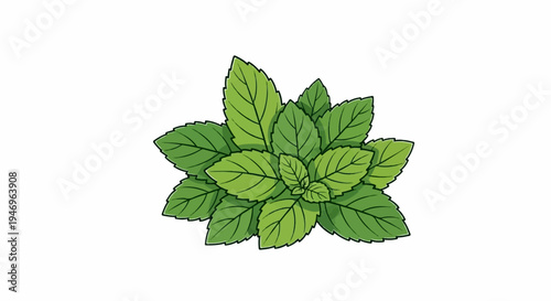 An illustration of fresh green mint leaves clustered together on a plain white background