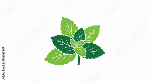 Stylized illustration of fresh mint leaves in light and dark green with textured veins on a white background