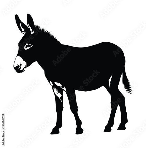 Vector of a sturdy donkey standing with large ears
