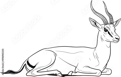 Black and white antelope with horns lying down animal