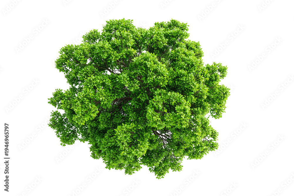 Fototapeta premium Top view of a tree isolated or on white background 3d render png. Architecture plan 