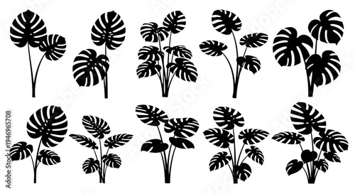 Monstera Plant Silhouettes Collection: Tropical Leaves Vector Graphics